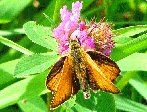 2009-07-bea-Taubenschwanz auf Rotklee - Odenwald