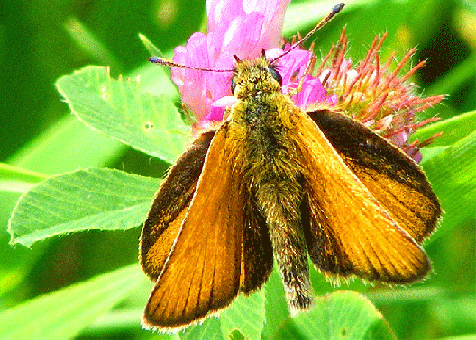 2009-07-beb-Taubenschwanz auf Rotklee - Odenwald