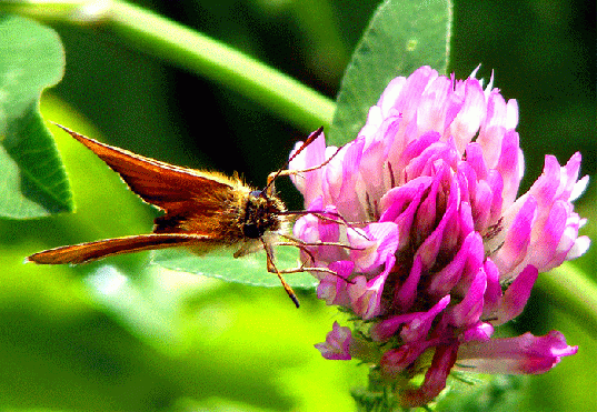 2009-07-bed-Taubenschwanz auf Rotklee - Odenwald