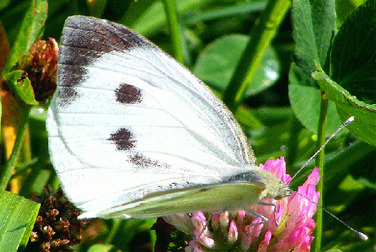 2009-07-bh-Kleiner Kohlweißling auf Rotklee - Odenwald