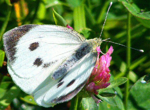 2009-07-bhc-Kleiner Kohlweißling - Odenwald