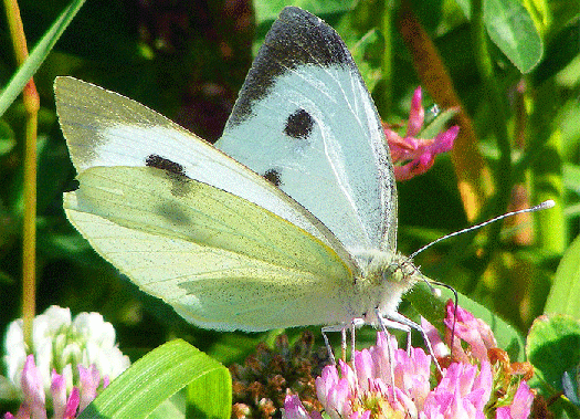 2009-07-bhd-Kleiner Kohlweißling - Odenwald