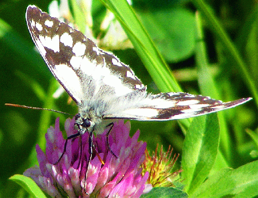 2009-07-bia-Damenbrett auf Rotklee - Odenwald