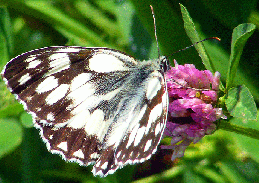 2009-07-bib-Damenbrett auf Rotklee - Odenwald