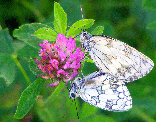 2009-07-bic-Zwei Damenbrett auf Rotklee - Odenwald