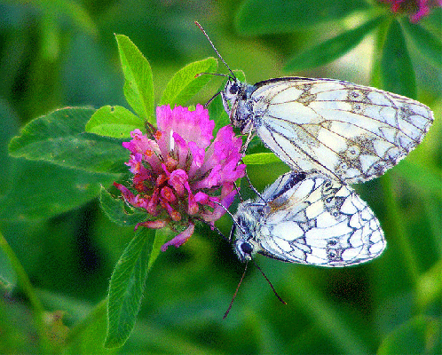 2009-07-bie-Zwei Damenbrett auf Rotklee - Odenwald