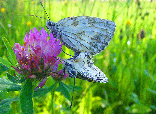 2009-07-bii-Zwei Damenbrett auf Rotklee - Odenwald