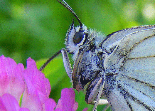 2009-07-bik-Damenbrett-Detail - Odenwald