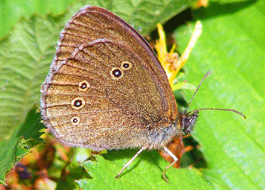 2009-07-bj-Waldbrettspiel - Odenwald