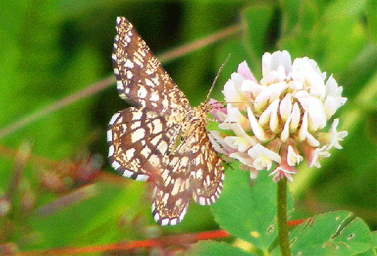 2009-07-cf-Spanner auf Weißklee - Odenwald