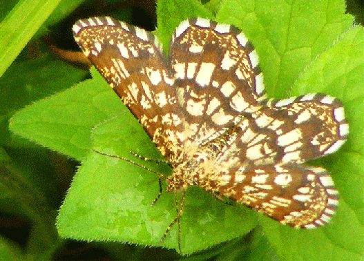 2009-07-cfa-Spanner - Odenwald