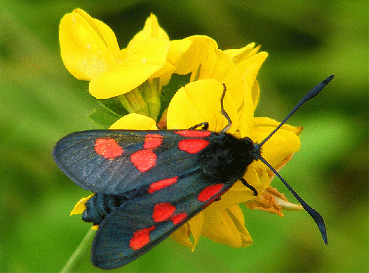 2009-07-chg-Blutströpfchen - Odenwald