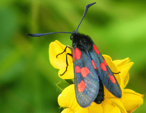 2009-07-chh-Blutströpfchen - Odenwald