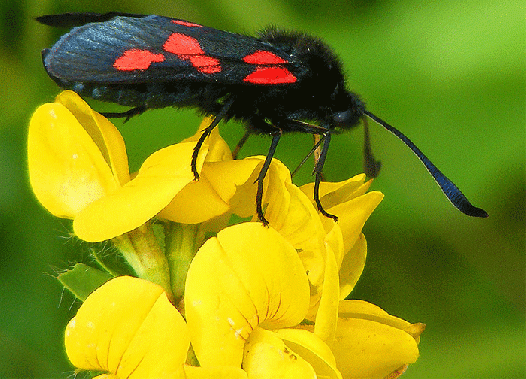 2009-07-chi-Blutströpfchen - Odenwald