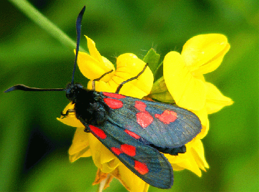 2009-07-chj-Blutströpfchen - Odenwald