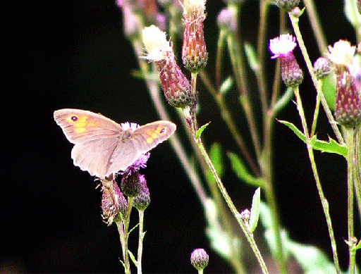 2009-07-chk-Ochsenauge auf Acker-Distel - Odenwald