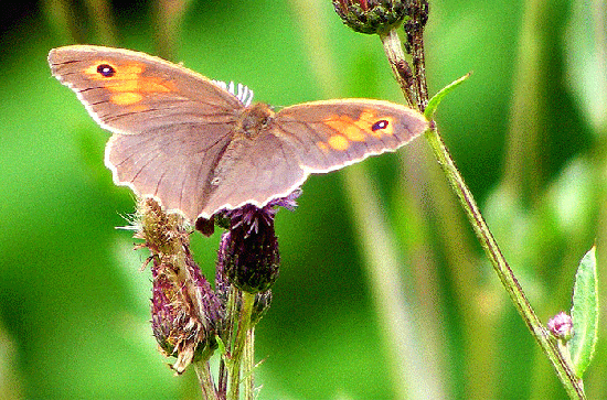 2009-07-chka-Ochsenauge auf Acker-Distel - Odenwald