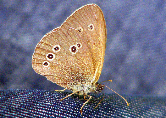 2009-07-cia-Waldbrettspiel - Odenwald  (kleiner Freund)