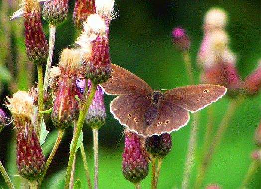 2009-07-ciaa-Waldbrettspiel auf Acker-Distel  - Odenwald