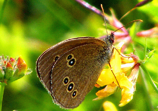 2009-07-ciac-Waldbrettspiel - Odenwald