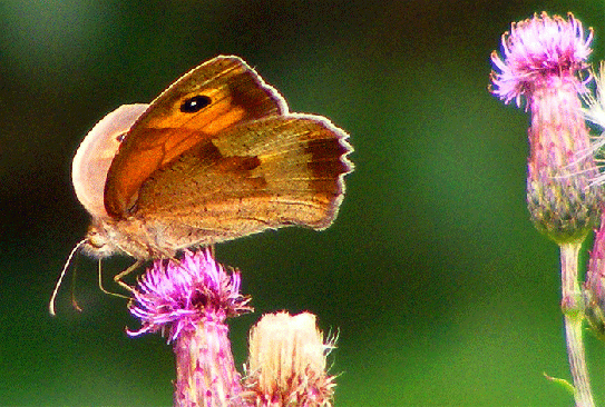 2009-07-cj-Ochsenauge auf Acker-Distel - Odenwald