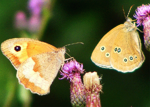 2009-07-cja-Ochsenauge und Waldbrettspiel auf Acker-Distel - Odenwald