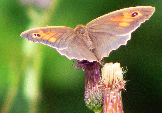 2009-07-cjc-Ochsenauge auf Acker-Distel - Odenwald