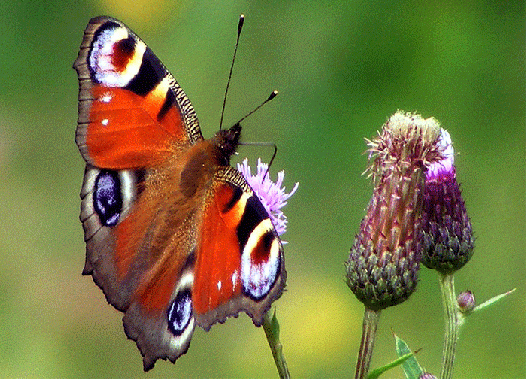 2009-07-cka-Tagpfauenauge auf Acker-Distel - Odenwald