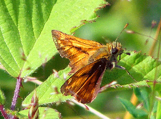 2009-07-cn-Taubenschwanz - Odenwald