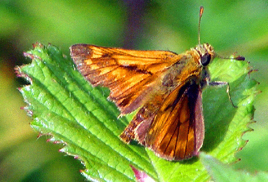 2009-07-cna-Taubenschwanz - Odenwald