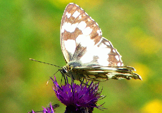 2009-07-co-Damenbrett auf Acker-Distel - Odenwald