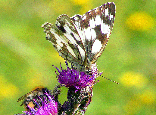 2009-07-coa-Damenbrett und Steinhummel auf Acker-Distel - Odenwald