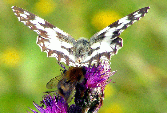 2009-07-cob-Damenbrett und Steinhummel auf Acker-Distel - Odenwald