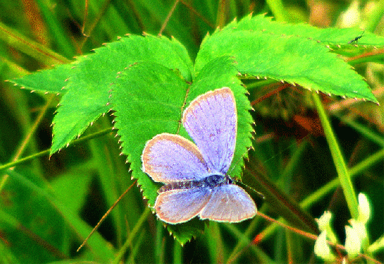 2009-07-cs-Grünblauer Bläuling-Esparsettenbläuling - Odenwald