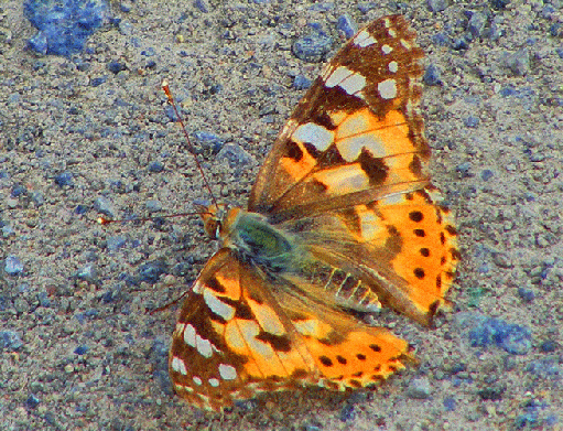 2009-07-ctdb-Distelfalter - Odenwald