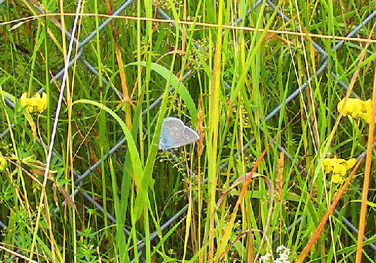 2009-07-cuha-Kronwickenbläuling - Odenwald