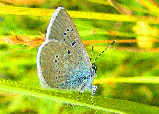 2009-07-cuhb-Kronwickenbläuling - Odenwald