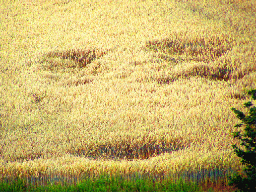 2009-07-cw-Windbruch - Kornfeld-Smily  -   Odenwald