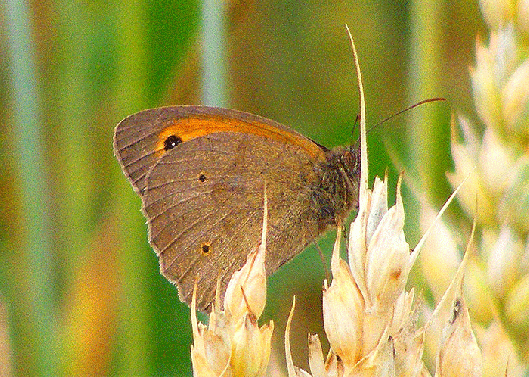 2009-07-cwca-Ochsenauge - Odenwald