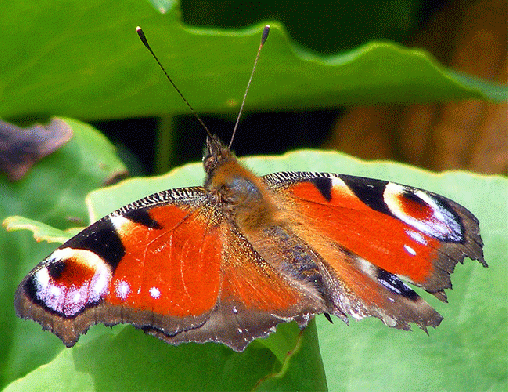 2009-07-cxa-Tagpfauenauge - Odenwald