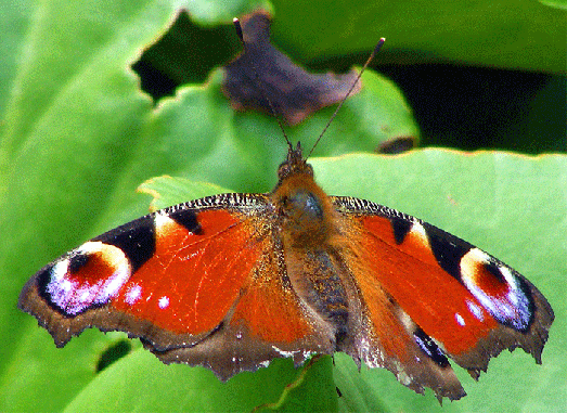 2009-07-cxaa-Tagpfauenauge - Odenwald