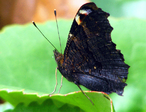 2009-07-cxad-Tagpfauenauge - Odenwald