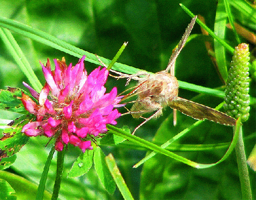 2009-07-dlab-Gammaeule auf Rotklee  - Odenwald