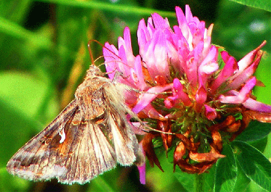 2009-07-dlaf-Gammaeule auf Rotklee - Odenwald