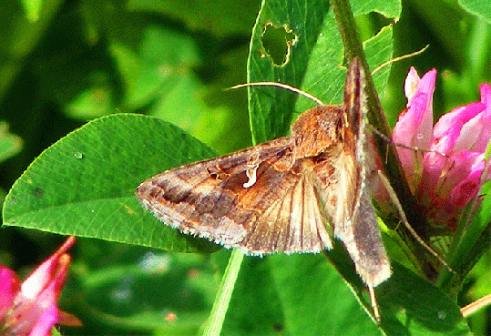 2009-07-dlag-Gammaeule auf Rotklee - Odenwald