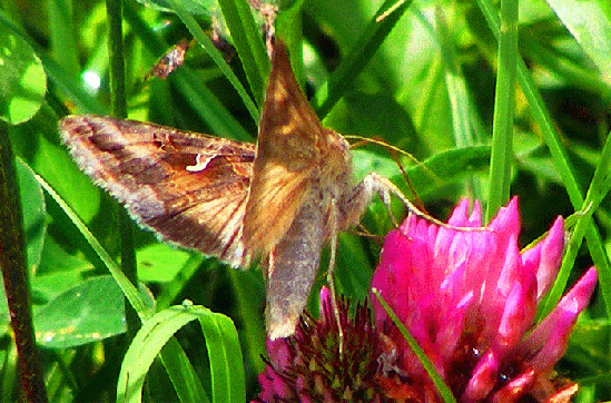 2009-07-dlah-Gammaeule auf Rotklee - Odenwald