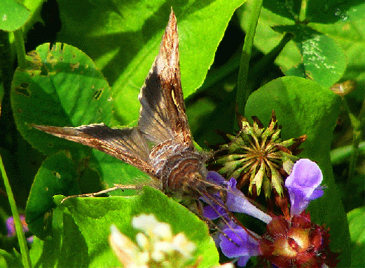 2009-07-dlai-Gammaeule - Odenwald