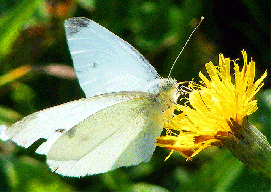 2009-07-dlc-Großer Kohlweißling - Odenwald