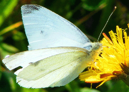 2009-07-dlca-Großer Kohlweißling - Odenwald