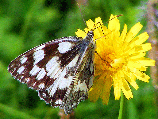 2009-07-dld-Damenbrett - Odenwald